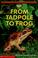 Cover of: From tadpole to frog