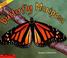 Cover of: Butterfly Mariposa