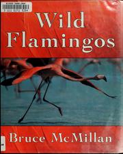 Cover of: Wild flamingos by Bruce McMillan