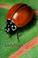 Cover of: Ladybugs of Alberta