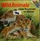 Cover of: Wild animals: from alligator to zebra