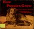 Cover of: How puppies grow