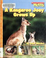 A Kangaroo joey grows up