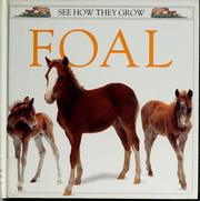 Cover of: Foal