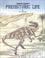 Cover of: Canyon country prehistoric life