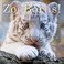 Cover of: ZooBorns