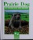 Cover of: Prarie dog