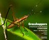 Cover of: Grasshoppers of Northwest South America, A Photo Guide