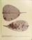 Cover of: Botany, a textbook for colleges