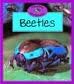 Cover of: Beetles by Barrie Watts