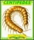 Cover of: Centipedes by Graham Coleman