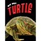 Cover of: Turtle