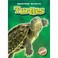 Cover of: Turtles