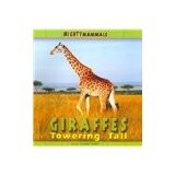 Cover of: Giraffes: towering tall