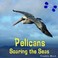 Cover of: Pelicans