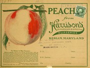 Cover of: Peach from Harrisons' Nurseries