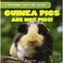 Cover of: Guinea Pigs Are Not Pigs!