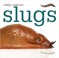 Cover of: Slugs