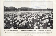 Cover of: Season 1916-1917 by J.F. Rosenfield Peony Gardens