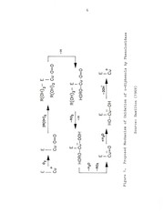 Activation, characterization, inhibition and seasonal variation in the phenoloxidase level of Florida spiny lobster (Panulirus argus) by Obdulio J Ferrer