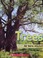 Cover of: Trees