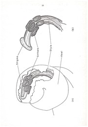 Inheritance of stigma type in materials derived from hybridization of Phaseolus vulgaris L. and Phaseolus coccineus L. by Richard Michael Manshardt