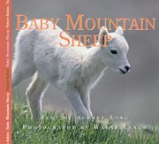 Baby Mountain Sheep by Aubrey Lang