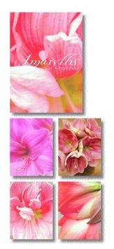 Cover of: Amaryllis Note Cards in a Two-Piece Box