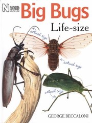 Cover of: Big Bugs Lifesize