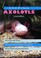 Cover of: Keeping Axolotls