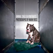 Cover of: Animal Shelter Portraits