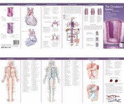 Cover of: Circulatory Study Guide Laminated Card Single Copy No Tab
