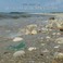 Cover of: Official Sea Glass Searchers Guide How To Find More Sea Glass