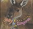 Cover of: Joey To Kangaroo