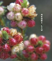 Cover of Rendi Liu