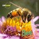 Cover of: Egg To Bee
