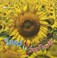 Cover of: Seed To Sunflower