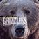 Cover of: Face to Face with Grizzlies (Face to Face with Animals)