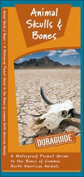 Cover of: Animal Skulls Bones How To Identify The Bones Of Common North American Animals