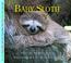 Cover of: Baby Sloth (Nature Babies)
