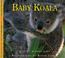 Cover of: Baby Koala (Nature Babies)
