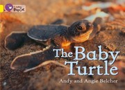 Cover of Collins Big Cat  The Baby Turtle