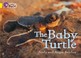 Cover of: Collins Big Cat  The Baby Turtle
