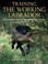 Cover of: Training the Working Labrador