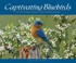 Cover of: Captivating Bluebirds