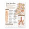 Cover of: Understanding Low Back Pain Anatomical Chart