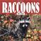 Cover of: Raccoons for kids