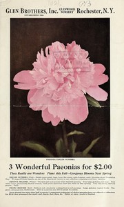 Cover of: Glen Brothers, Inc., Glenwood Nursery [catalog]: 1866-1921, fifty-fifth year