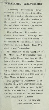 Everbearing strawberries by Wm. M. Freeman (Firm)