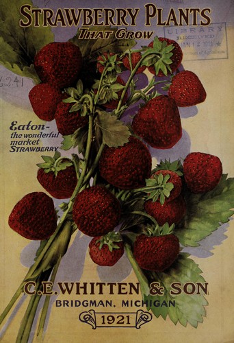 Strawberry plants that grow by C.E. Whitten's Nurseries | Open Library